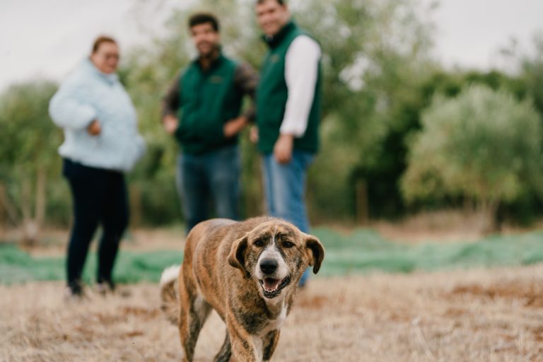 Quinta_do_Sampayo_Azeitona (12 de 110)