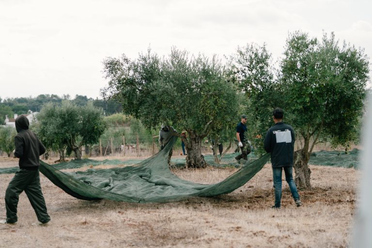Quinta_do_Sampayo_Azeitona (13 de 110)