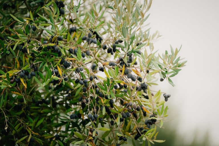 Quinta_do_Sampayo_Azeitona (2 de 110)