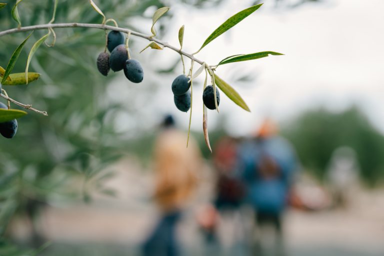 Quinta_do_Sampayo_Azeitona (48 de 110)