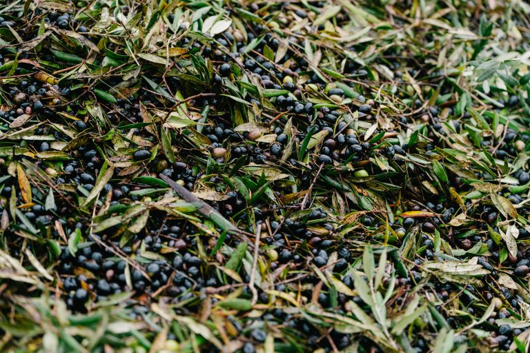 Quinta_do_Sampayo_Azeitona (51 de 110)